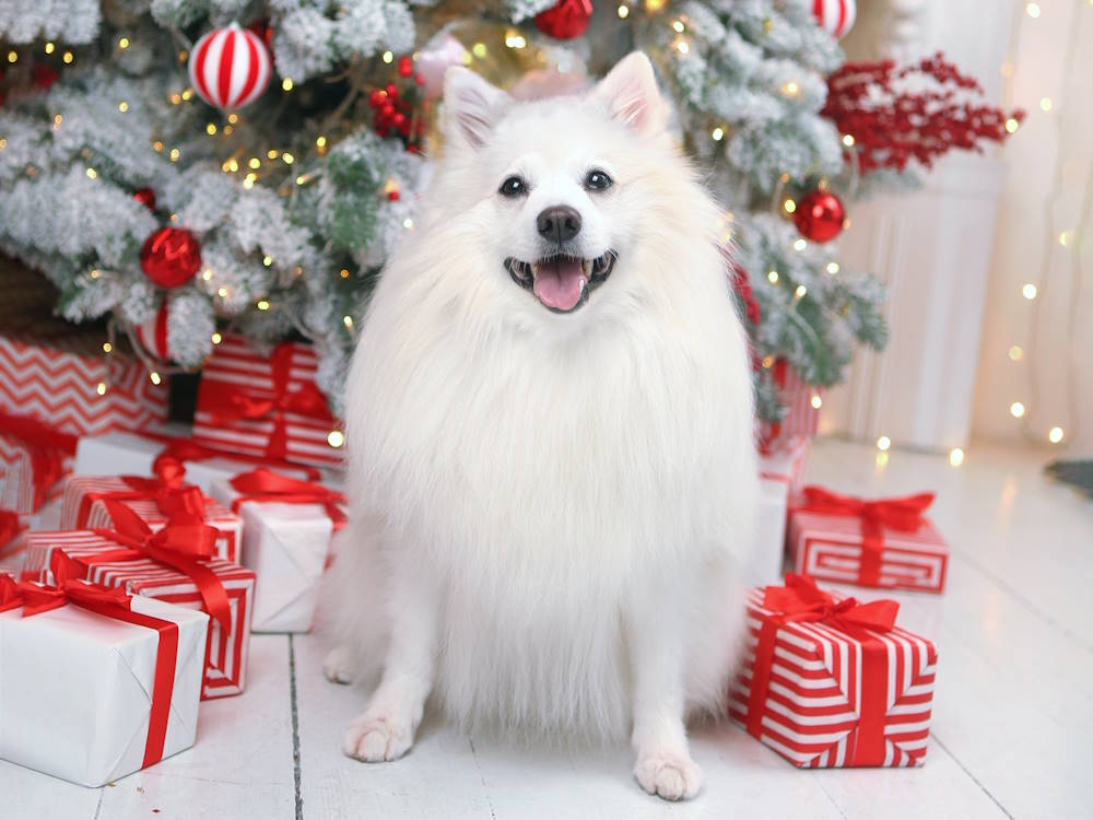 Ein Adventskalender für Deinen Hund